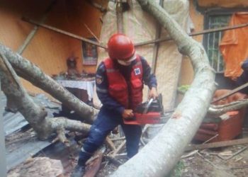 Árbol cae y por poco mata a una familia
