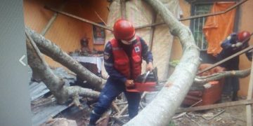 Árbol cae y por poco mata a una familia
