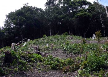 En Táchira se incrementó la tala de árboles en parques nacionales durante un año de pandemia