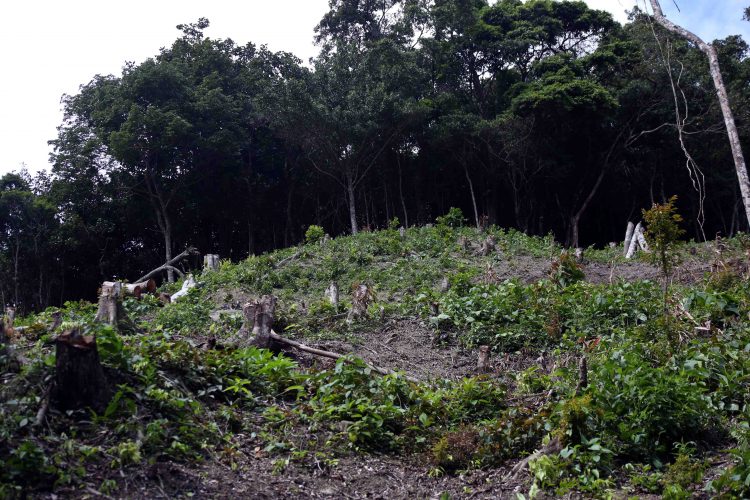 Deforestación en el Parque Nacional El Tamá, uno de los pulmones vegetales más afectados del Táchira. Foto: Carlos Eduardo Ramírez