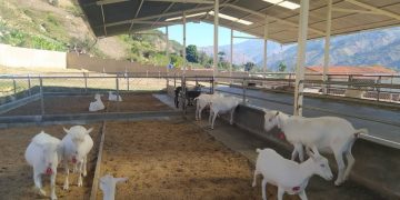 Boconó rumbo a ser capital nacional de los mejores embriones de cabra