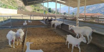 Cabreros de Trujillo aplauden proyecto de Ley Especial de Ganadería Ovina y Caprina de Venezuela