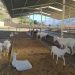 Cabreros de Trujillo aplauden proyecto de Ley Especial de Ganadería Ovina y Caprina de Venezuela