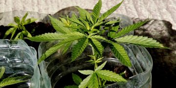 Nueva York legaliza oficialmente la marihuana para uso recreativo