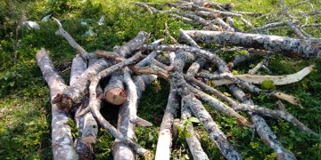 Escasez de gas origina principal destrucción de bosques en Boconó