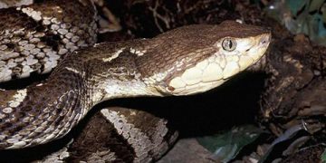 ¡Fundasalud en alerta máxima! Trujillo se ha convertido en zona endémica para accidentes por mordeduras de serpientes