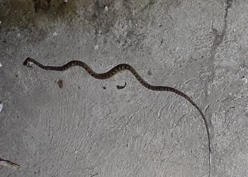 Proliferación de serpientes atemoriza a vecinos del sector Buenos Aires