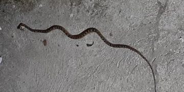 Proliferación de serpientes atemoriza a vecinos del sector Buenos Aires