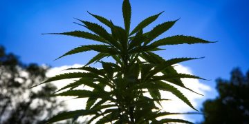 La industria espera la inminente legalización del cannabis en México en abril