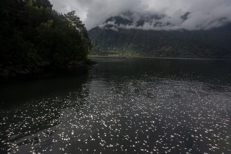 Fotografía cedida por Greenpeace que muestra la marea de algas nocivas que presuntamente causó la muerte de miles de toneladas de salmones, el 11 de abril de 2021, en la región de Los Lagos al sur de Chile. EFE/ Álvaro Vidal / Greenpeace