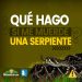 ¿Qué hago si me muerde una serpiente?