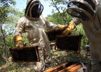 Mejora de genética de abejas hace crecer apicultura en noroeste de Colombia