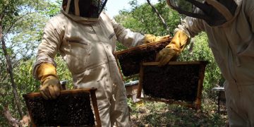 Mejora de genética de abejas hace crecer apicultura en noroeste de Colombia