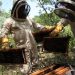 Mejora de genética de abejas hace crecer apicultura en noroeste de Colombia