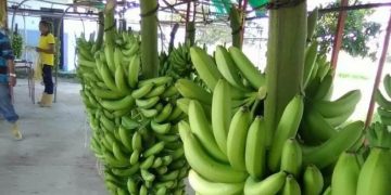 Productores de la Zona Baja de Trujillo pierden sus cosechas por combustible