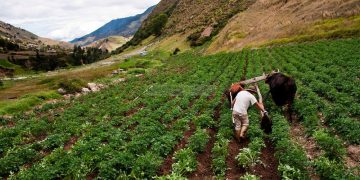 Por falta de combustible: Agricultores y ganaderos advierten desabastecimiento de alimentos