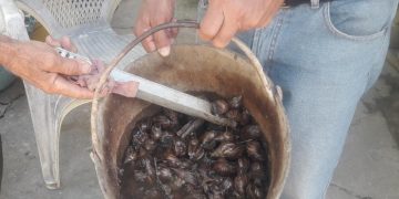  Alerta | Caracoles africanos invaden al Cacao II de Motatán