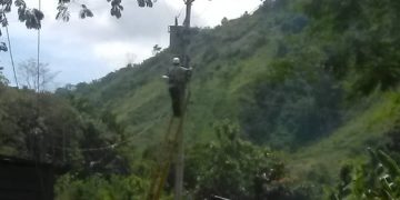 Protección Civil realizó corte de un árbol de 30 metros de alto que afectaba tendido eléctrico en El Cumbe