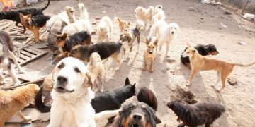 GENTE EMPRENDEDORA | «Hay que crear conciencia de proteger a los perros del maltrato y abuso cruel»