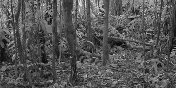 Proyecto Oso Andino Guaramacal: Dos nuevos cachorros de oso frontino en Trujillo