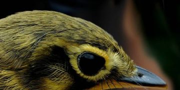 Belleza de la fauna andina: Observación y resguardo de las aves