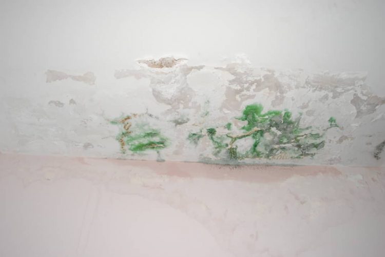 Ambulatorio de Santa Cruz en total abandono