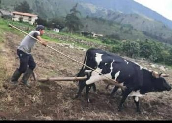 Productores merideños vuelven a los vehículos de tracción animal
