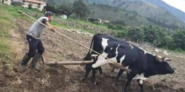 Productores merideños vuelven a los vehículos de tracción animal