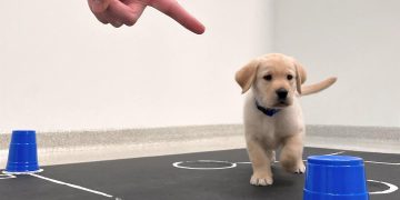 Los perros nacen preparados para comunicarse con las personas