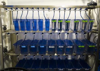 La CE registra una iniciativa para prohibir ensayo de cosméticos en animales