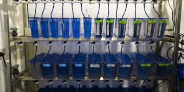 La CE registra una iniciativa para prohibir ensayo de cosméticos en animales