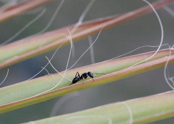 El valor de las hormigas para la Naturaleza y la existencia de los humanos