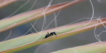 El valor de las hormigas para la Naturaleza y la existencia de los humanos