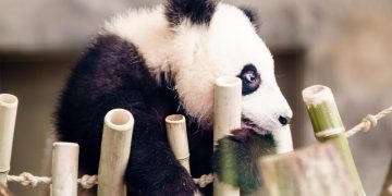 El oso panda ya no es especie «en peligro», según China