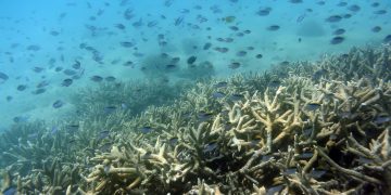 La Unesco decide no declarar la Gran Barrera de Coral australiana «en peligro»