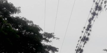 En San Nicolás de Motatán solicitan poda de árbol sobre tendido eléctrico de alta tensión