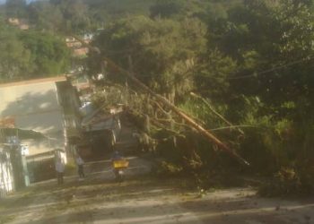 Rama de árbol dejó sin electricidad a varios sectores de la avenida Los Próceres