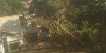 Rama de árbol dejó sin electricidad a varios sectores de la avenida Los Próceres