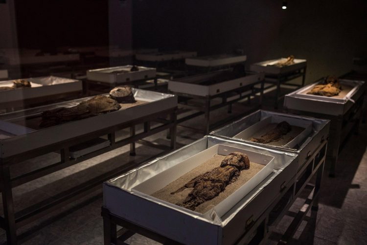 Fotografía cedida por Imagen de Chile que muestra las momias Chinchorro en el museo San Miguel de Azapa, en Arica (Chile). EFE/IMAGEN DE CHILE/FELIPE CANTILLANA