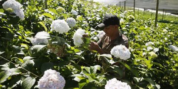 Colombiano inspira a emprender con aguacates y hortensias de exportación