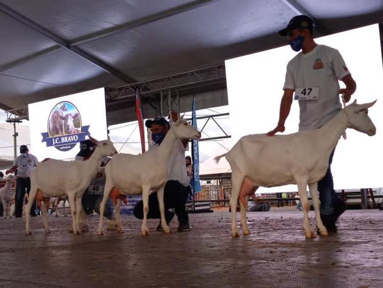 Cabras trujillanas campeonas: el futuro productivo de la región