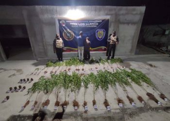 Se dedicaba a la agricultura con marihuana