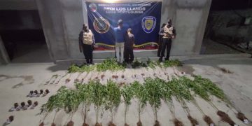 Se dedicaba a la agricultura con marihuana