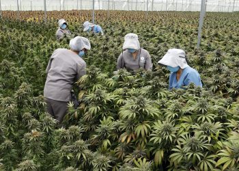 Colombia apunta al cannabis medicinal como un impulsor de las exportaciones