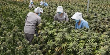 Colombia apunta al cannabis medicinal como un impulsor de las exportaciones