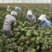 Colombia apunta al cannabis medicinal como un impulsor de las exportaciones