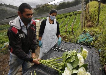 Agroempresa colombiana coquetea con sus hortensias en el mercado internacional