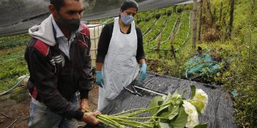 Agroempresa colombiana coquetea con sus hortensias en el mercado internacional