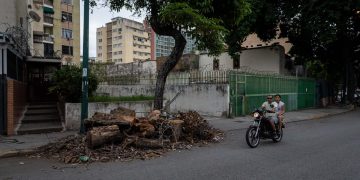 Venezuela, un país menos verde ante la tala indiscriminada