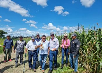 Más de 100 millones de kilos de maíz cosechará  la Asociación de Productores Agrícolas de Venezuela